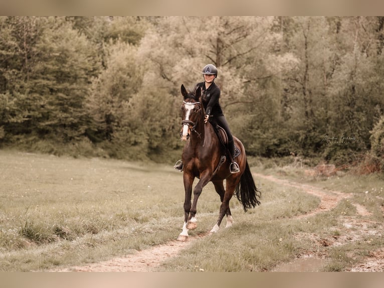 Cheval de selle allemand Hongre 10 Ans 172 cm Bai brun in Ratingen