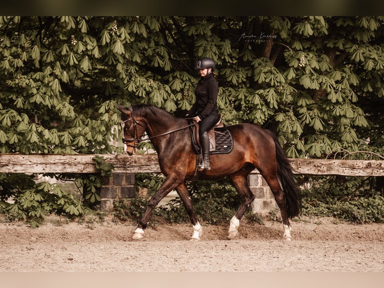 Cheval de selle allemand Hongre 10 Ans 172 cm Bai brun in Ratingen