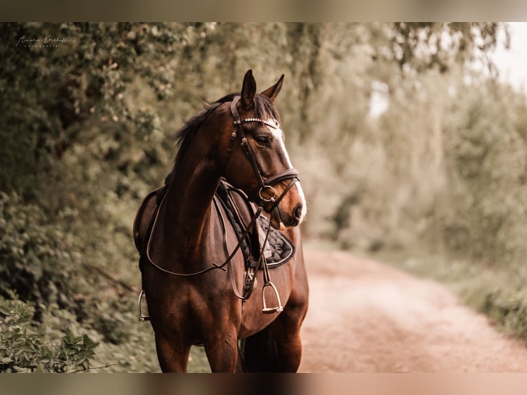 Cheval de selle allemand Hongre 10 Ans 172 cm Bai brun in Ratingen