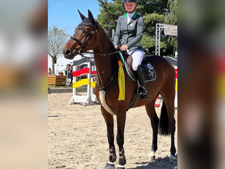 Cheval de selle allemand Hongre 10 Ans 172 cm Bai in Wermelskirchen