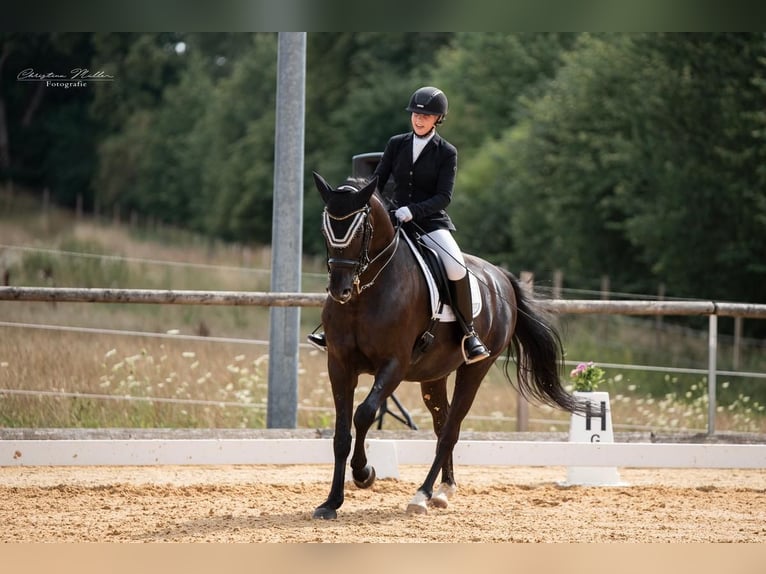 Cheval de selle allemand Hongre 10 Ans 173 cm Noir in Großlangheim