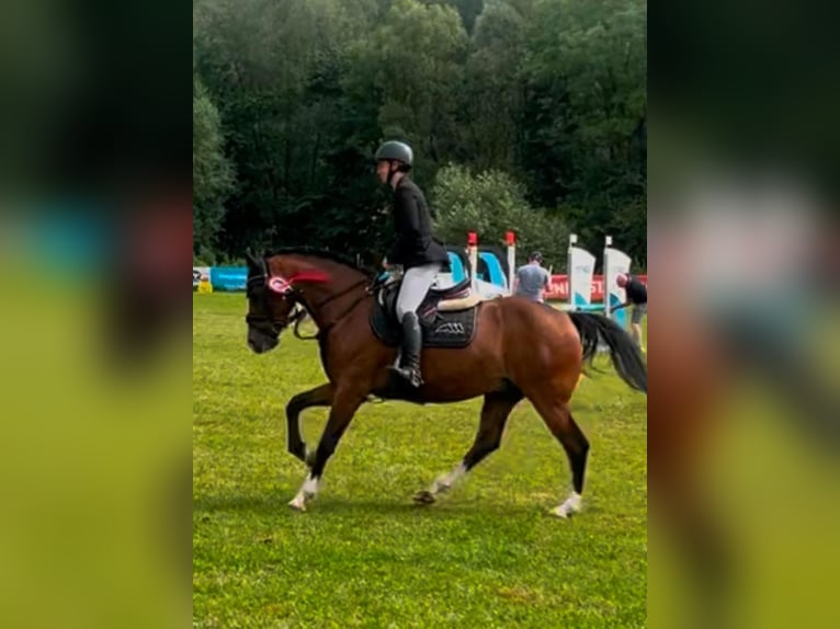 Cheval de selle allemand Hongre 11 Ans 148 cm Bai in Enzesfeld-Lindabrunn