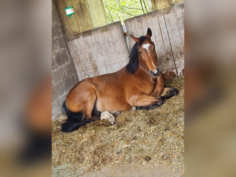 Cheval de selle allemand Hongre 11 Ans 157 cm Bai in Lindlar