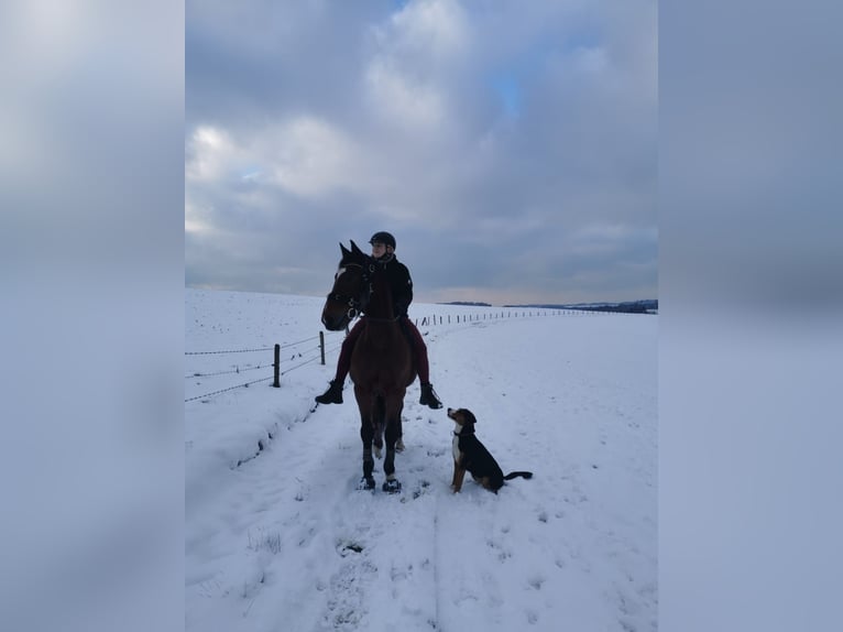 Cheval de selle allemand Hongre 11 Ans 157 cm Bai in Lindlar