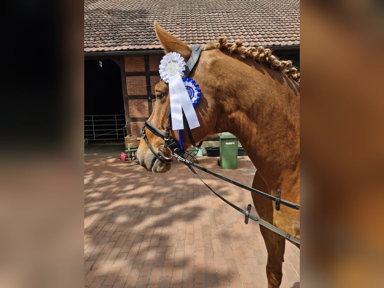 Cheval de selle allemand Hongre 11 Ans 160 cm Alezan in Bramsche