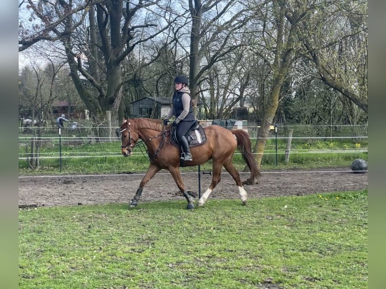 Cheval de selle allemand Croisé Hongre 11 Ans 160 cm Alezan in Bismark