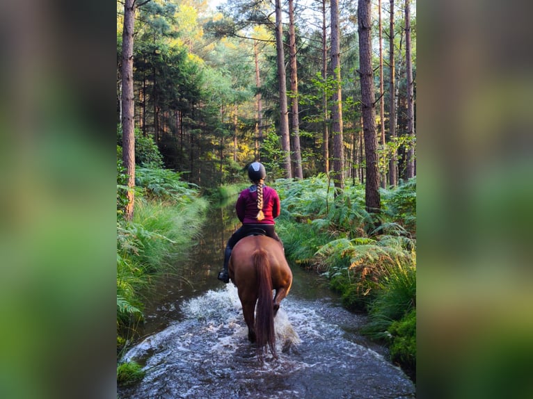 Cheval de selle allemand Croisé Hongre 11 Ans 160 cm Alezan in Bismark