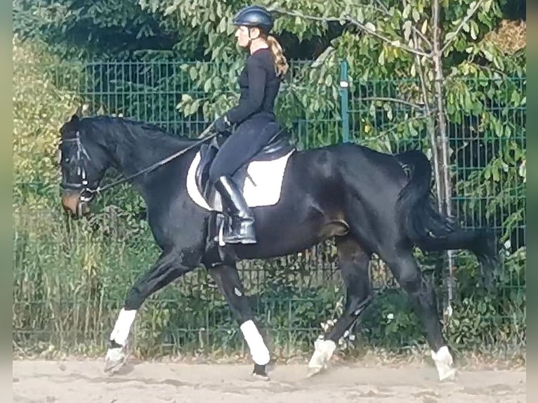 Cheval de selle allemand Hongre 11 Ans 165 cm Bai brun foncé in Zörbig