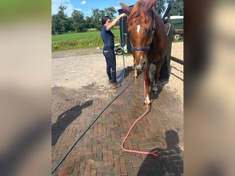 Cheval de selle allemand Hongre 11 Ans 166 cm Alezan in Drachten-Azeven