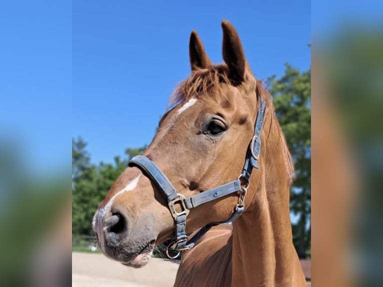 Cheval de selle allemand Hongre 11 Ans 166 cm Alezan in Drachten-Azeven