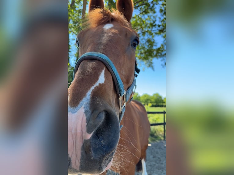 Cheval de selle allemand Hongre 11 Ans 166 cm Alezan in Drachten-Azeven