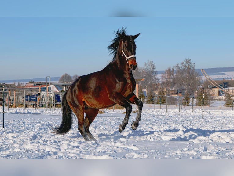 Cheval de selle allemand Croisé Hongre 11 Ans 166 cm Bai brun in Schöningen