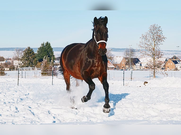 Cheval de selle allemand Croisé Hongre 11 Ans 166 cm Bai brun in Schöningen