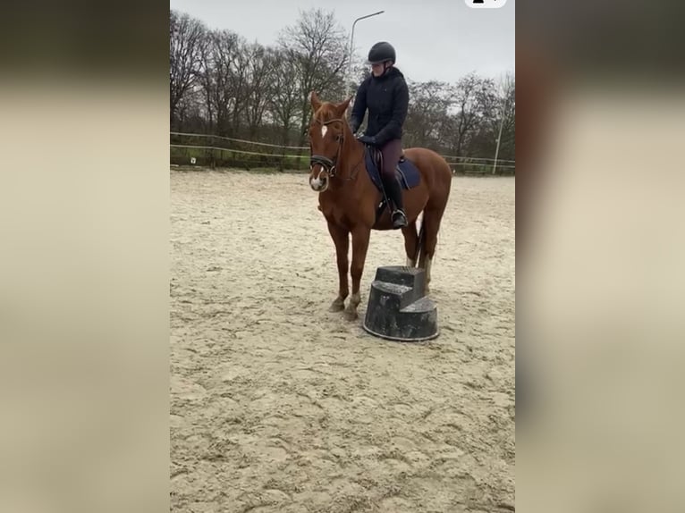 Cheval de selle allemand Hongre 11 Ans 167 cm Alezan in Opende