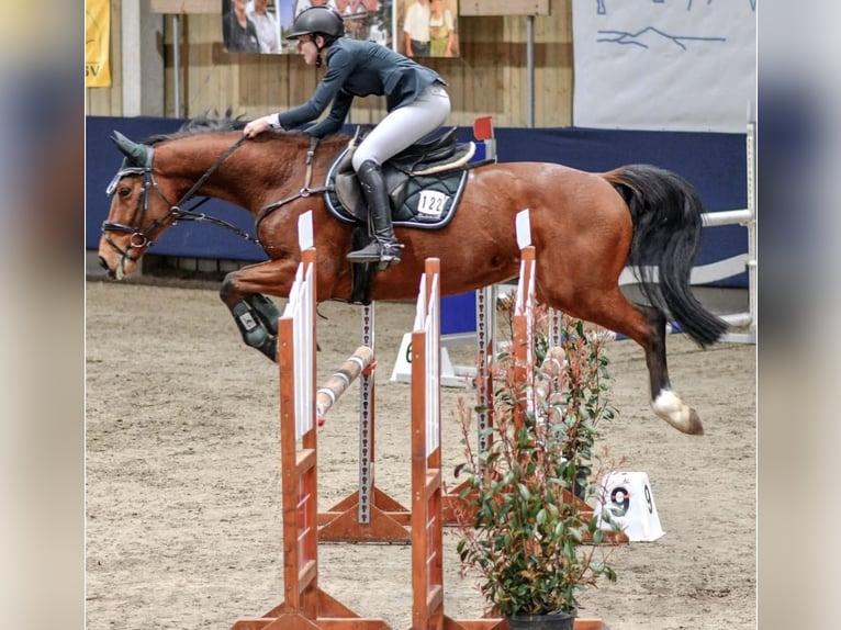 Cheval de selle allemand Hongre 11 Ans 168 cm Bai in Nürtingen