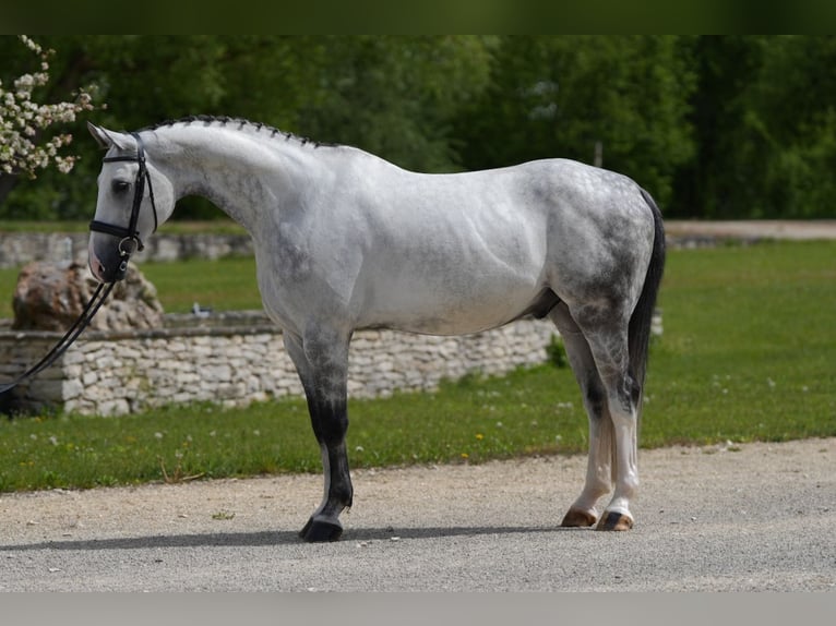 Cheval de selle allemand Hongre 11 Ans 171 cm Gris in Neu-Ulm