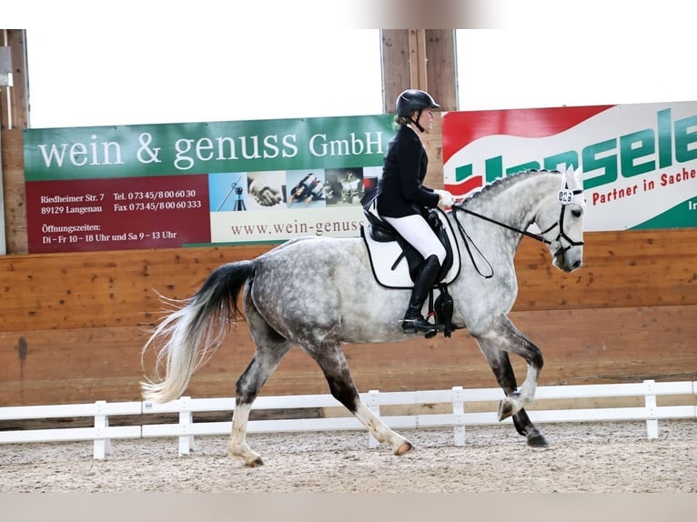 Cheval de selle allemand Hongre 11 Ans 171 cm Gris in Neu-Ulm