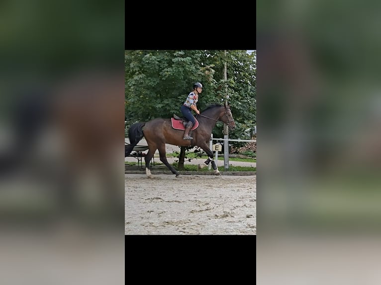 Cheval de selle allemand Hongre 11 Ans 173 cm Bai brun in Elsbethen