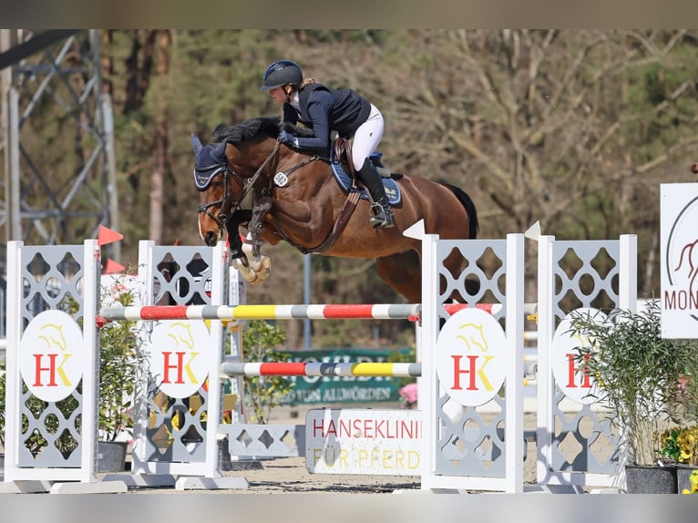 Cheval de selle allemand Hongre 11 Ans 173 cm Bai in Verden (Aller)