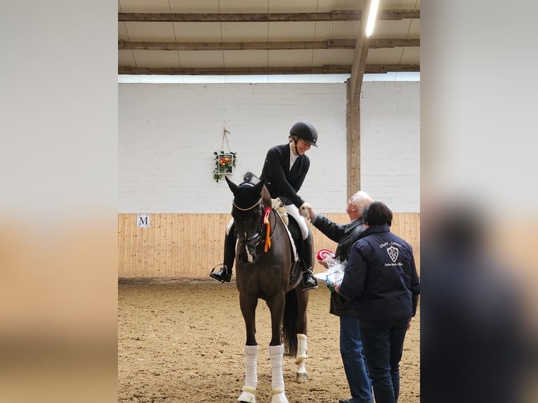 Cheval de selle allemand Hongre 11 Ans 175 cm Bai brun foncé in Olfen