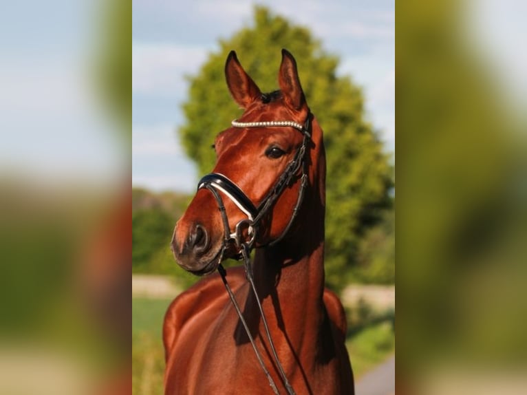 Cheval de selle allemand Hongre 11 Ans 177 cm Bai in Pliening