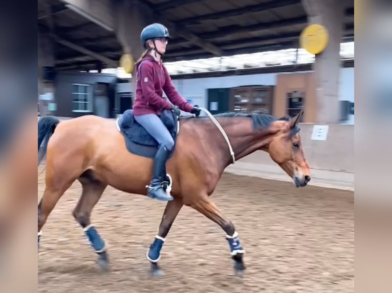 Cheval de selle allemand Hongre 12 Ans 160 cm Bai in Seevetal