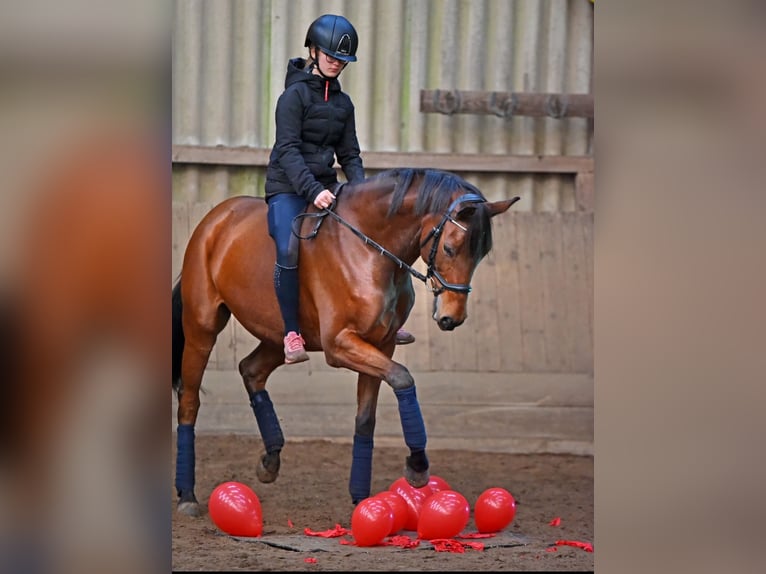 Cheval de selle allemand Hongre 12 Ans 160 cm Bai in Seevetal