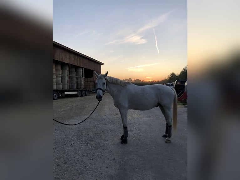 Cheval de selle allemand Hongre 12 Ans 167 cm Gris in NienhagenNienhagen