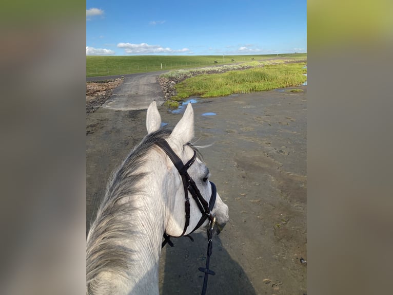 Cheval de selle allemand Hongre 12 Ans 168 cm Gris in Wobbenb&#xFC;ll