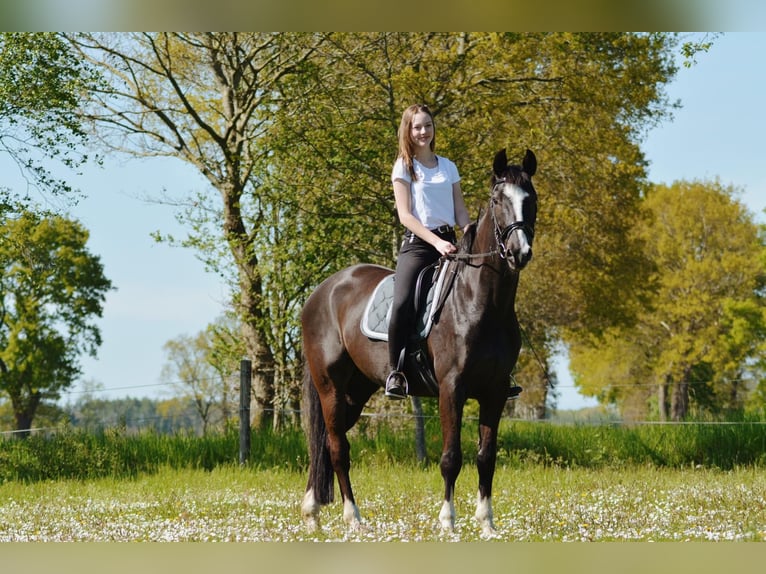 Cheval de selle allemand Hongre 12 Ans 170 cm Bai brun foncé in Varel