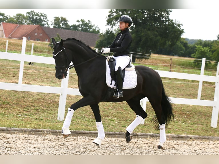 Cheval de selle allemand Hongre 12 Ans 172 cm Noir in Recke, bei Osnabr&#xFC;ck