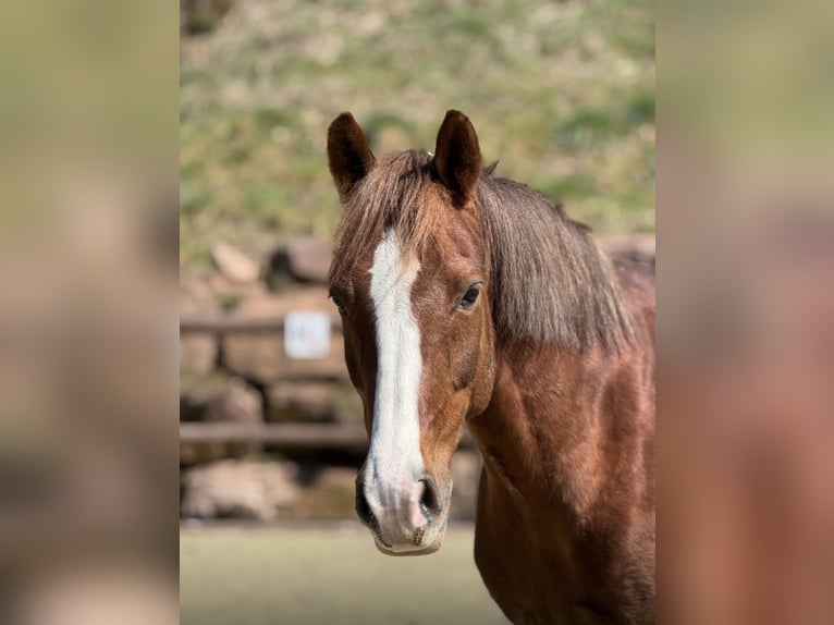 Cheval de selle allemand Hongre 13 Ans 153 cm Alezan in BaiersbronnBaiersbronn