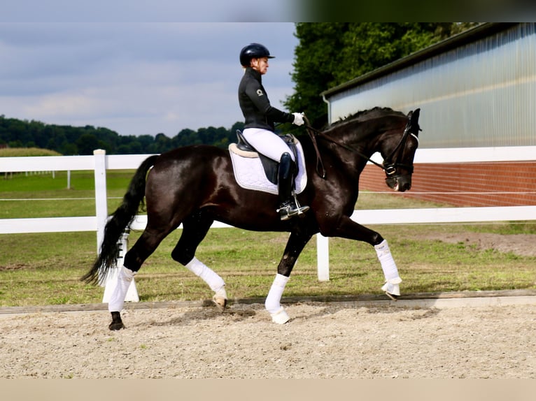 Cheval de selle allemand Hongre 13 Ans 172 cm Noir in Recke, bei Osnabrück