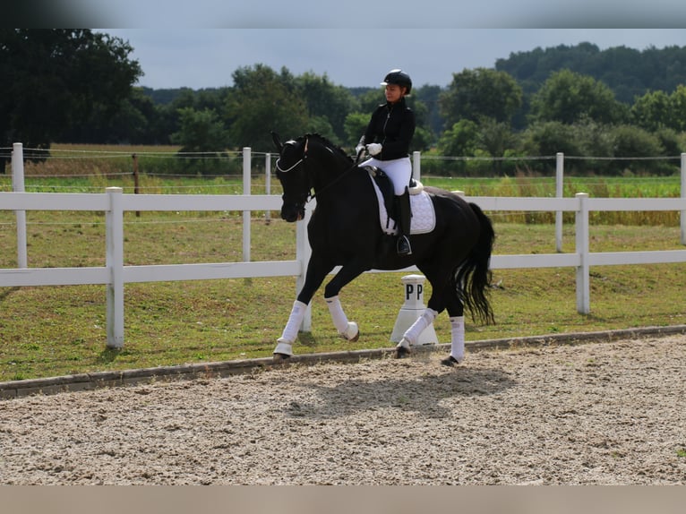Cheval de selle allemand Hongre 13 Ans 172 cm Noir in Recke, bei Osnabrück
