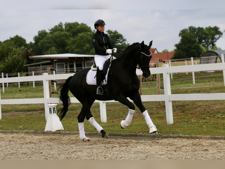 Cheval de selle allemand Hongre 13 Ans 172 cm Noir in Recke, bei Osnabrück