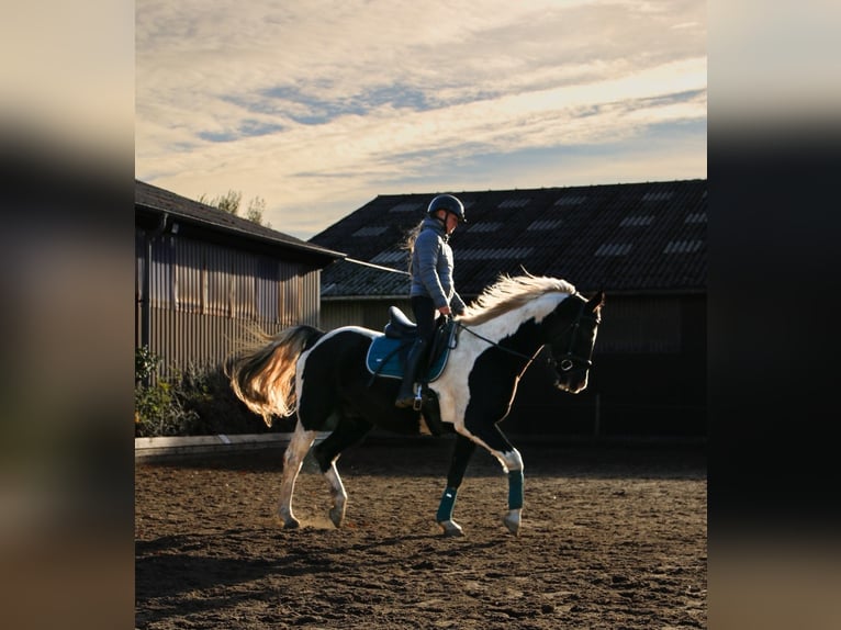 Cheval de selle allemand Croisé Hongre 14 Ans 160 cm Pinto in Flensburg