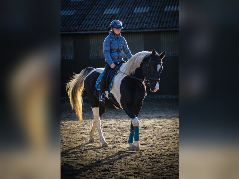 Cheval de selle allemand Croisé Hongre 14 Ans 160 cm Pinto in Flensburg