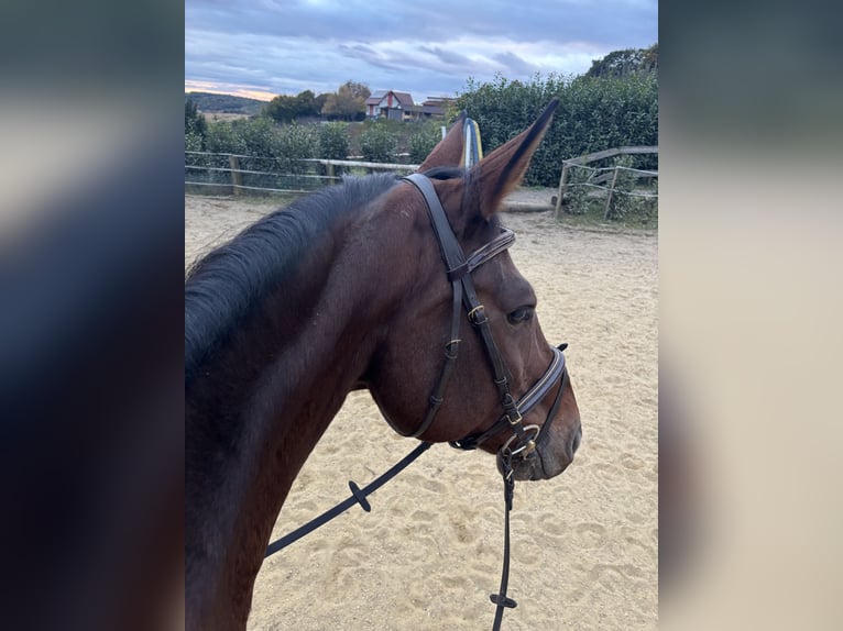 Cheval de selle allemand Hongre 14 Ans 176 cm Bai in Hartberg