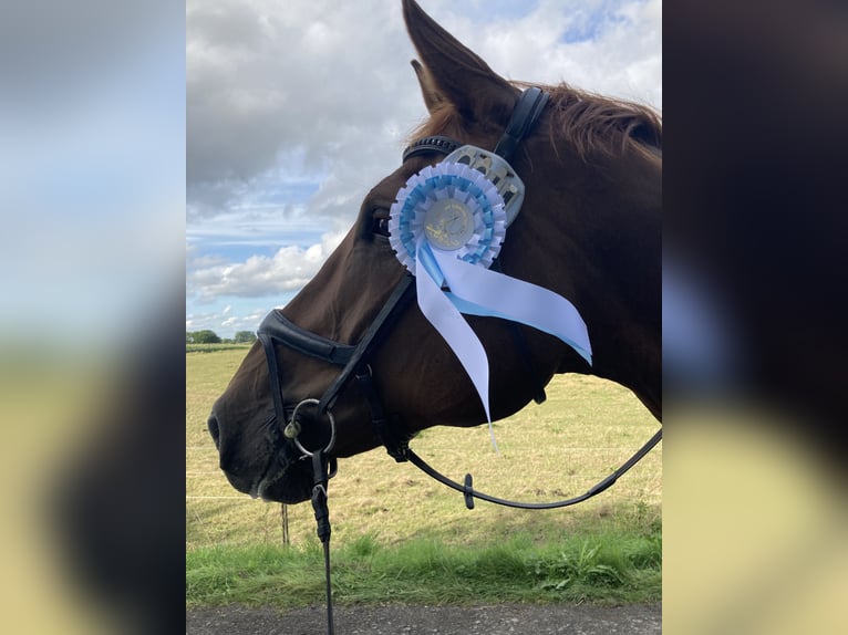 Cheval de selle allemand Hongre 14 Ans 183 cm Alezan in Sollerup