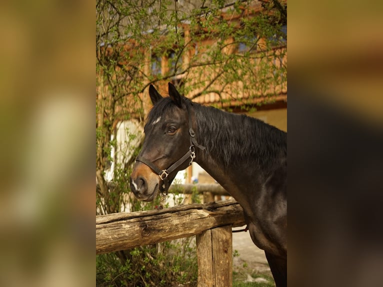 Cheval de selle allemand Hongre 15 Ans 165 cm Noir in Berg bei Neumarkt in der Oberpfalz