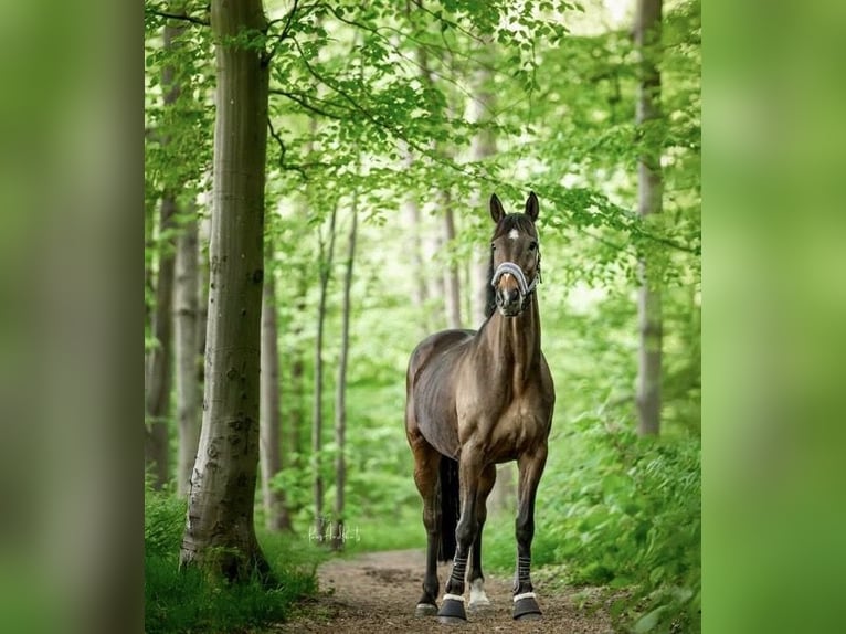 Cheval de selle allemand Hongre 16 Ans 163 cm Bai brun in Raisdorf