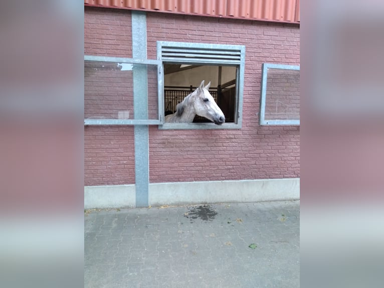 Cheval de selle allemand Hongre 16 Ans 168 cm Gris moucheté in Gütersloh