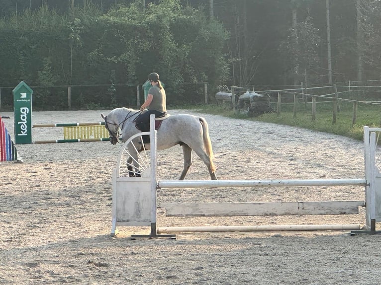 Cheval de selle allemand Hongre 16 Ans 170 cm Gris in Maria Saal