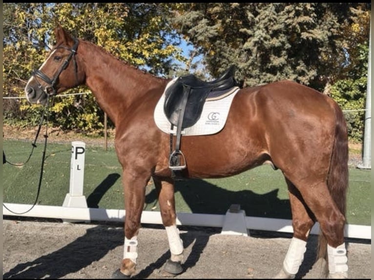 Cheval de selle allemand Hongre 16 Ans 180 cm Alezan in Cubas De La Sagra