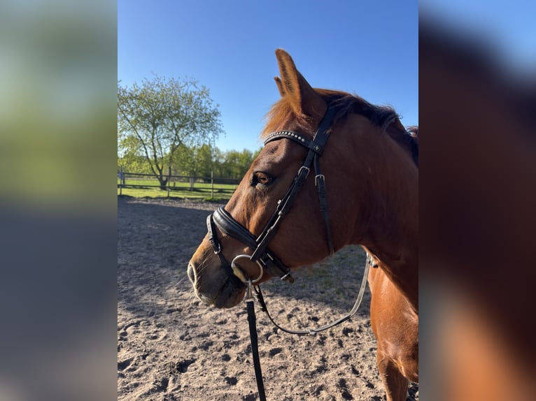 Cheval de selle allemand Croisé Hongre 17 Ans 153 cm Alezan brûlé in Zeven