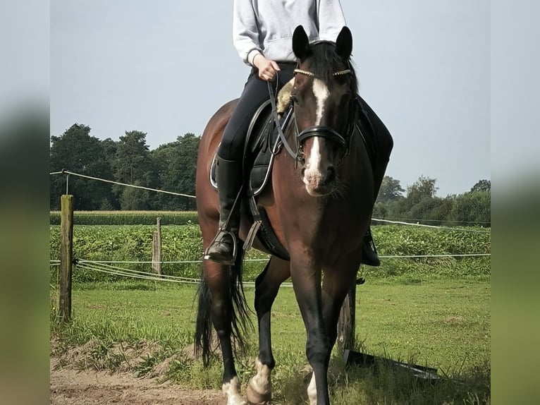 Cheval de selle allemand Croisé Hongre 17 Ans 168 cm Bai brun in Vreden