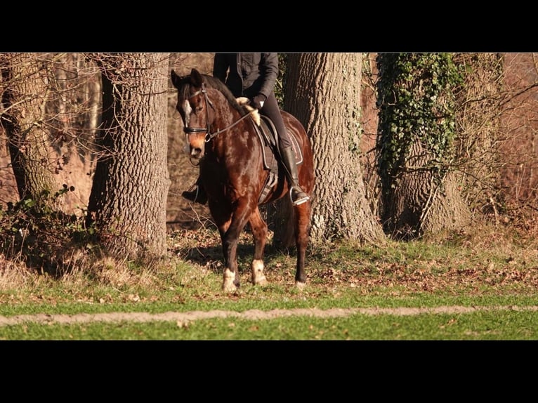 Cheval de selle allemand Croisé Hongre 17 Ans 168 cm Bai brun in Vreden