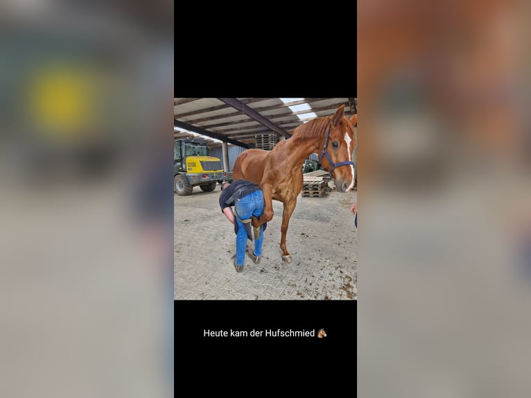 Cheval de selle allemand Hongre 17 Ans 172 cm Alezan in Viersen