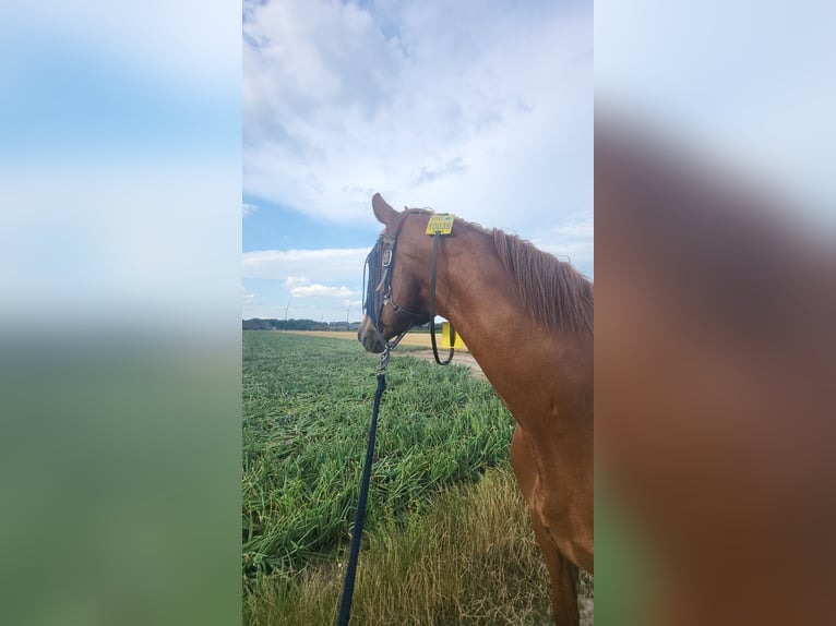Cheval de selle allemand Hongre 17 Ans 172 cm Alezan in Viersen