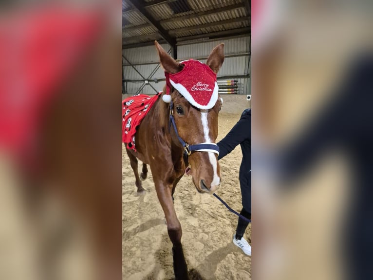 Cheval de selle allemand Hongre 17 Ans 172 cm Alezan in Viersen